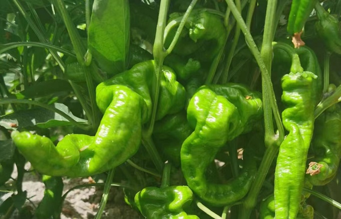 谢谢酱9.jpg 谢谢酱9.jpg